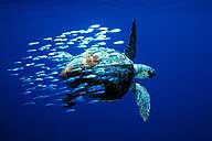 loggerhead turtle