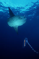F132 w Cyclosalpa affinis -click to enlarge