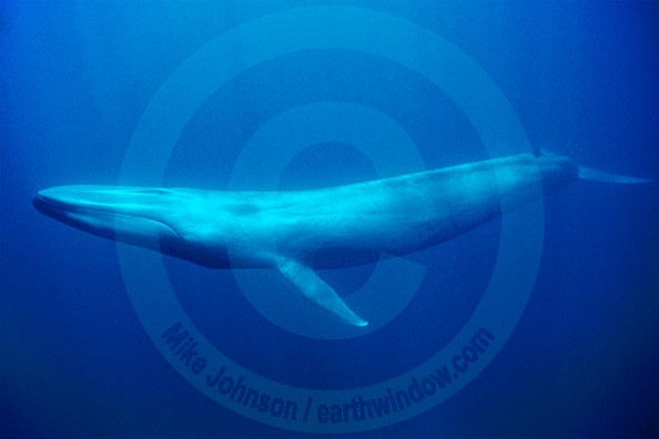 blue whale underwater portrait photo