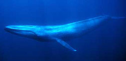 Blue whale