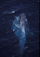 blue whale feeding