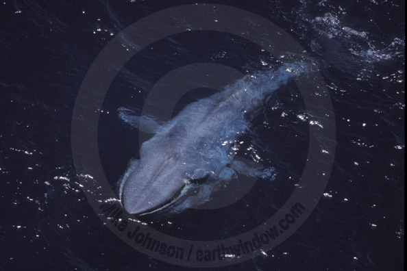 blue whale feeding