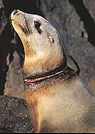 sealion wounded by fishing line