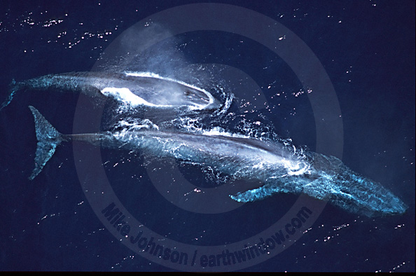 blue whale cow underwater portrait photo