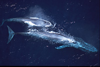 blue whale cow and calf