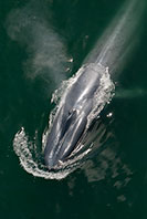 blue whale blow