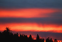 sunset over forest