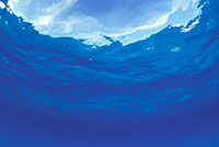 blue whale fluke photo