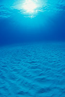blue whale and diver underwater photo