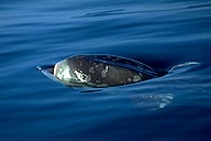 Sunfish eating Velella