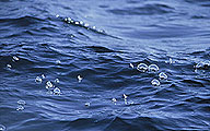 Velella on sea surface