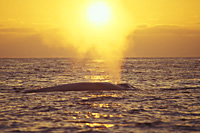 blue whale sunset photo