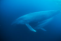 Blue whale photographs underwater - Balaenoptera musculus