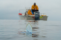 Velella vellela