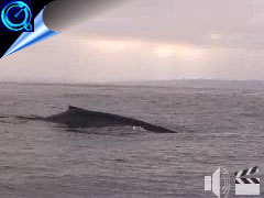 blue whale video